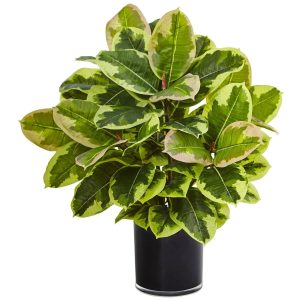 Desk Plants | Rubber Plant in Glossy Cylinder (Real Touch) Artificial Plants Desk Plants