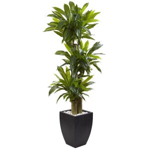 Dracaena Trees | 5.5’ Corn Stalk Dracaena with Black Wash Planter Artificial Plants Dracaena Trees