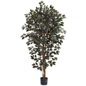 Ficus Trees | 6' Capensia Ficus Tree x 3 1008 Lvs Artificial Trees Ficus Trees