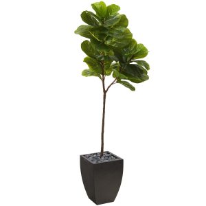 Fiddle Leaf Fig Trees | 5.5' Fiddle Leaf Artificial Tree in Black Planter (Real Touch) Artificial Trees Fiddle Leaf Fig Trees