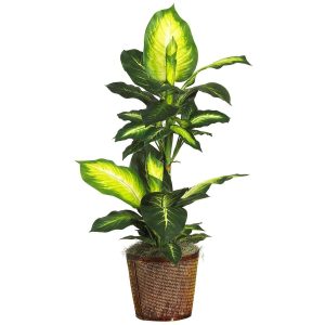 Floor Plants | 42" Golden DieffenbachiaBasket Silk Plant" Artificial Plants Floor Plants