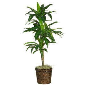 Floor Plants | 48" Dracaena w/Basket Silk Plant (Real Touch)" Artificial Plants Dracaena Trees