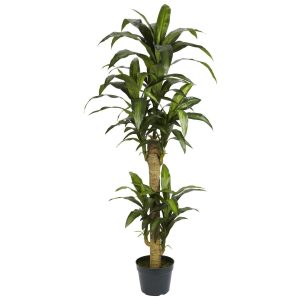 Floor Plants | 5′ Yucca Silk Plant Artificial Plants Floor Plants