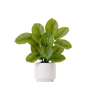 Trees with Planters | 12" Artificial Calathea Plant with Decorative Planter Artificial Plants Desk Plants